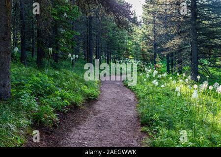 Beargrass in einer Lichtung entlang der Continental Trail im Many Glacier Bereich des Glacier National Park in Montana unterteilen. Stockfoto