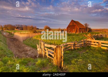 Eine alte traditionelle Schafstall oder "Schapenboet" auf der Insel Texel in den Niederlanden im morgendlichen Sonnenlicht. Stockfoto