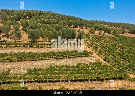 Wandern Hügel und Nebenstraßen mit Weinbergen und Olivenbäumen im Herbst, in der Nähe von Vinci in der Toskana, Italien Stockfoto