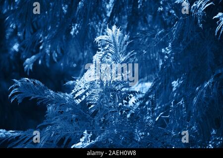 Nahaufnahme von coniferales Bäume. Getönten in blauer Farbe. Stockfoto