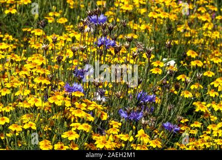 Multicolor Blumengarten Centaurea cyanus Tagetes Stockfoto