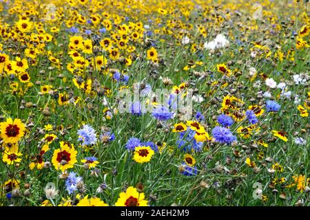 Blau Gelb Gartenrandfarbe Blüten gemischt Centaurea cyanus Coreopsis tinctoria Gelb Blau Garten Cornblumen Wiese Stockfoto