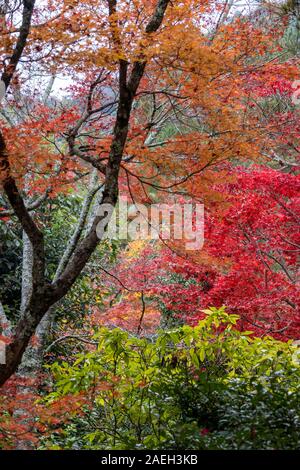 Garten mit Herbstfarben, ursprünglich erstellt von Musō Soseki, der Tenryū-ji Zen-buddhistischen Tempel, Kyoto, Japan Stockfoto