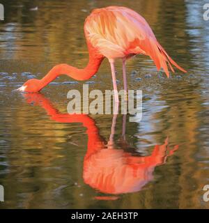 ZSL Whipsnade Zoo, UK. 09 Dez, 2019. Die rosa Flamingos, eine Gruppe von Flamingos (Phoenicopterus Roseus) genießen Sie die letzten warmen Strahlen der Wintersonne in Ihrem Teich als ihre bunten Körper sind an einem kalten und windigen wider, aber sonnigen Tag in Bedfordshire. Credit: Imageplotter/Alamy leben Nachrichten Stockfoto