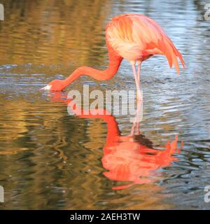 ZSL Whipsnade Zoo, UK. 09 Dez, 2019. Die rosa Flamingos, eine Gruppe von Flamingos (Phoenicopterus Roseus) genießen Sie die letzten warmen Strahlen der Wintersonne in Ihrem Teich als ihre bunten Körper sind an einem kalten und windigen wider, aber sonnigen Tag in Bedfordshire. Credit: Imageplotter/Alamy leben Nachrichten Stockfoto