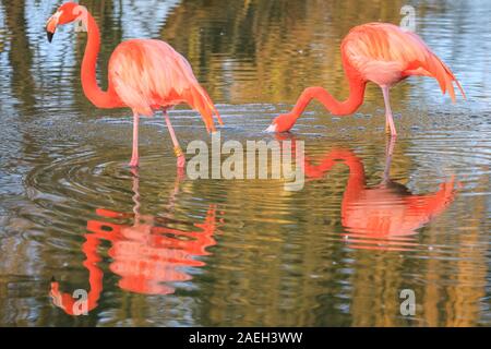 ZSL Whipsnade Zoo, UK. 09 Dez, 2019. Die rosa Flamingos, eine Gruppe von Flamingos (Phoenicopterus Roseus) genießen Sie die letzten warmen Strahlen der Wintersonne in Ihrem Teich als ihre bunten Körper sind an einem kalten und windigen wider, aber sonnigen Tag in Bedfordshire. Credit: Imageplotter/Alamy leben Nachrichten Stockfoto