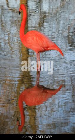 ZSL Whipsnade Zoo, UK. 09 Dez, 2019. Die rosa Flamingos, eine Gruppe von Flamingos (Phoenicopterus Roseus) genießen Sie die letzten warmen Strahlen der Wintersonne in Ihrem Teich als ihre bunten Körper sind an einem kalten und windigen wider, aber sonnigen Tag in Bedfordshire. Credit: Imageplotter/Alamy leben Nachrichten Stockfoto