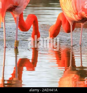 ZSL Whipsnade Zoo, UK. 09 Dez, 2019. Die rosa Flamingos, eine Gruppe von Flamingos (Phoenicopterus Roseus) genießen Sie die letzten warmen Strahlen der Wintersonne in Ihrem Teich als ihre bunten Körper sind an einem kalten und windigen wider, aber sonnigen Tag in Bedfordshire. Credit: Imageplotter/Alamy leben Nachrichten Stockfoto