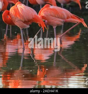 ZSL Whipsnade Zoo, UK. 09 Dez, 2019. Die rosa Flamingos, eine Gruppe von Flamingos (Phoenicopterus Roseus) genießen Sie die letzten warmen Strahlen der Wintersonne in Ihrem Teich als ihre bunten Körper sind an einem kalten und windigen wider, aber sonnigen Tag in Bedfordshire. Credit: Imageplotter/Alamy leben Nachrichten Stockfoto