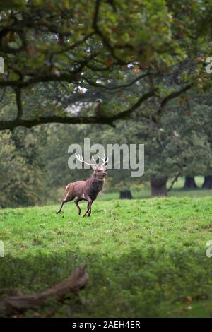 Brachland Hirsch Stag, Wentworth Castle, South Yorkshire Stockfoto