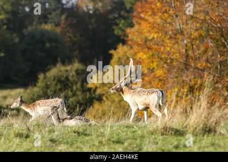 Herde von Brachhirsch, Wentworth Castle, South Yorkshire Stockfoto