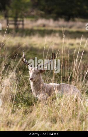 Brachland Hirsch Stag, Wentworth Castle, South Yorkshire Stockfoto