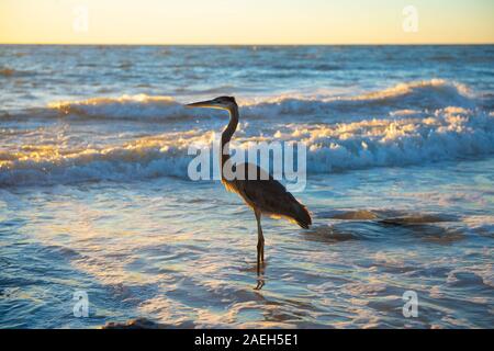 Seitenansicht eines einsamen Reiher stehend am Ufer bei Sonnenuntergang, mit Gold gespitzt Wellen im Hintergrund Stockfoto