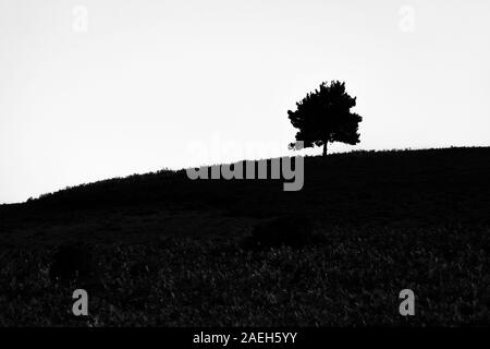 Schwarz-weiß Foto eines einsamen Wald Baum Silhouette auf einem Hügel mit Licht Fang im Vordergrund Stockfoto