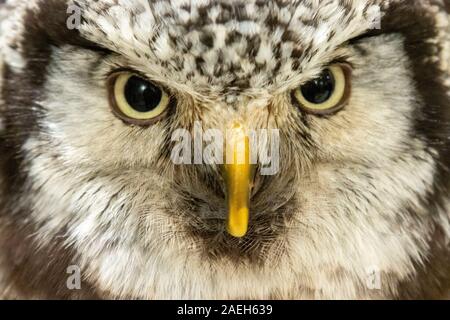 Detail des Kopfes der nördlichen Habichtseule (Surnia Ulula), Eulencafé, Tokio, Japan Stockfoto