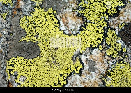 Abstrakte Muster oder natürlichen Formen der Flechten Thalli von Map Flechten, Rhizocarpon geographicum wächst auf Alpine Rock in den europäischen Alpen. Stockfoto