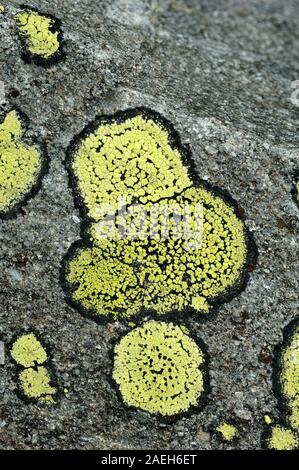 Abstrakte Muster oder natürlichen Formen der Flechten Thalli von Map Flechten, Rhizocarpon geographicum wächst auf Alpine Rock in den europäischen Alpen. Stockfoto