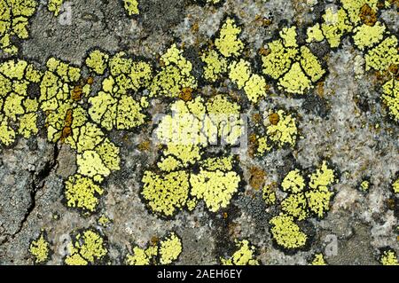 Abstrakte Muster oder natürlichen Formen der Flechten Thalli von Map Flechten, Rhizocarpon geographicum wächst auf Alpine Rock in den europäischen Alpen. Stockfoto