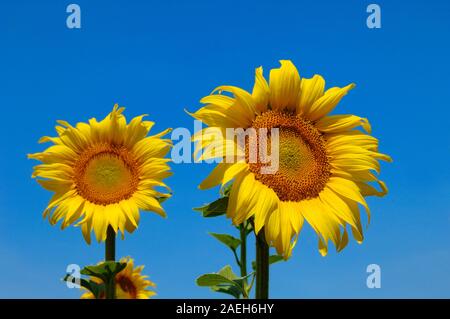 Paar gemeinsame Sonnenblumen, Helianthus annuus, gegen den blauen Himmel der Provence Provence Frankreich Stockfoto