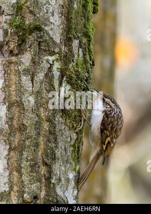 Treecreeper (Certhia familiaris) lang downcurved Bill lange steif Unterstützung Schwanz braun streifig Oberseite weiss Slips und einen hellen Streifen über Auge Stockfoto