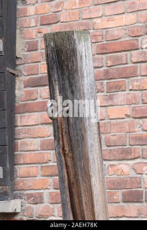 Der Tod war, wo Tausende von polnischen Gefangenen wurden ausgeführt. Block 11 war eine Bestrafung, Folter und Hinrichtung Gefängnis in Auschwitz I Conce Stockfoto