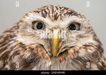 Detail der Grazenden Eule, Athene cunicularia, Eulencafé, Tokio, Japan Stockfoto