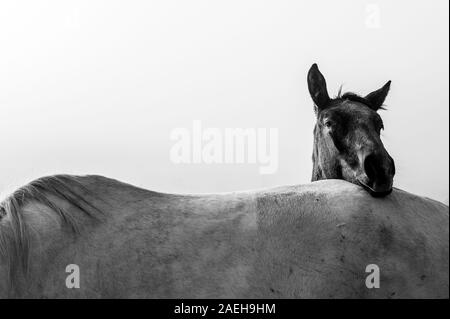 Zwei Pferde, schwarze und weiße Pferde, Tiere leben, weiß bearbeiten. Stockfoto