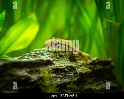 Chinesisch Algen Esser in Fish Tank (Gyrinocheilus aymonieri) Stockfoto