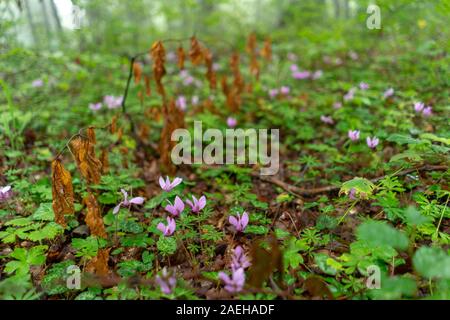 Veilchen in einer nebligen Wald Stockfoto