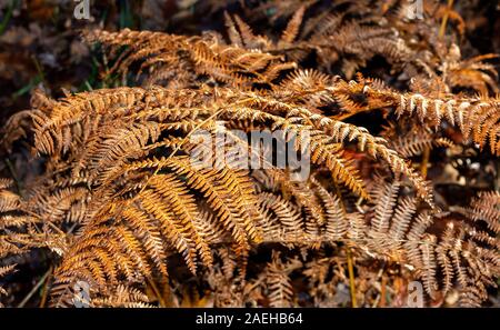 Eine Nahaufnahme von Bracken im Herbst als es trocknet und wird braun, bevor Es whithers Stockfoto