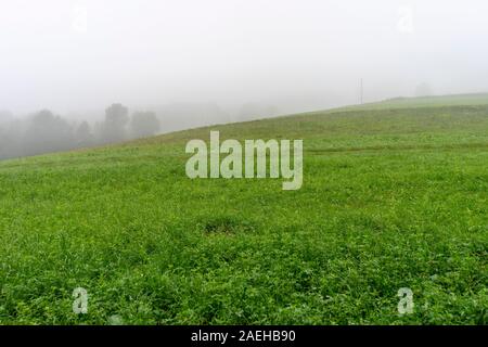 Suchen nach dem Regen Stockfoto