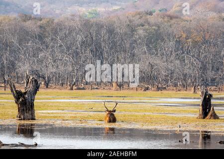 Sambar Hirsche oder Rusa unicolor Spielen im Wasser der berühmten Malik See oder talao im Ranthambore Nationalpark, Rajasthan, Indien Stockfoto