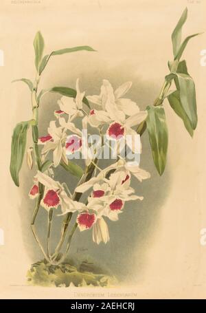 Joseph Mansell nach Henry George Mond, Dendrobium Dendrobium Leechianum Leechianum Stockfoto