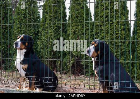 Zwei größere Swiss Mountain dog sitting hinter dem Zaun und die Eigenschaft Watch Stockfoto