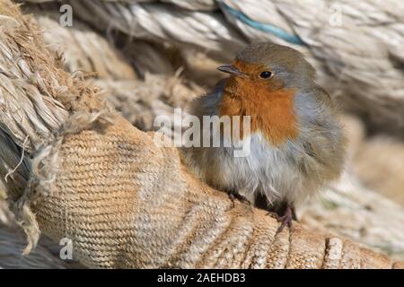 Europäische Robin ruht auf einem Schiff in der Nordsee Stockfoto