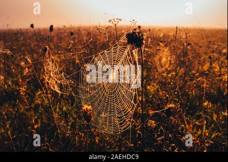Spinnennetz in ruhigen, nebligen Herbstmorgen. Stockfoto