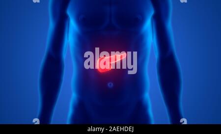 Menschliche interne Digestive Organ Pankreas Anatomie Stockfoto