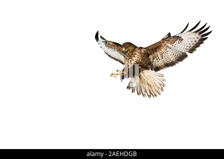 Wild Mäusebussard im Flug fangen mit den Krallen auf weißem Hintergrund Stockfoto
