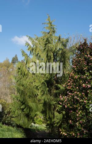 Weinend immergrüne Nadelbaum Nootka Cypress Tree (Xanthocyparis nootkatensis 'Pendula') in einem Park in ländlichen Devon, England, Großbritannien Stockfoto