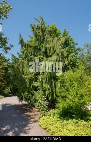 Weinend immergrüne Nadelbaum Nootka Cypress Tree (Xanthocyparis nootkatensis 'Pendula') in einem Park in ländlichen Devon, England, Großbritannien Stockfoto