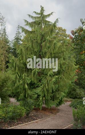 Weinend immergrüne Nadelbaum Nootka Cypress Tree (Xanthocyparis nootkatensis 'Pendula') in einem Park in ländlichen Devon, England, Großbritannien Stockfoto