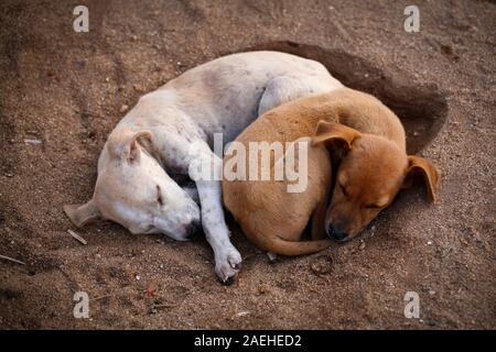 2 Hunde der kühlen am Strand Stockfoto