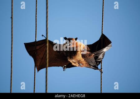 Große Fledermaus auf elektrische Leitungen getötet Stockfoto