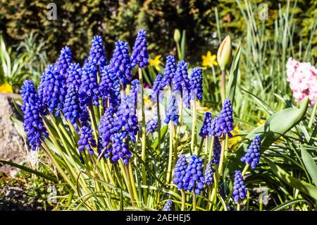 Hyazinthen im Frühling Garten, Blumen backÿâ XICC  Stockfoto