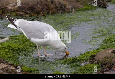 Silbermöwe, Larus argentatus, einzelne Erwachsene trinken von Rock Pool, Nevsehir, Northumberland, Großbritannien. Stockfoto