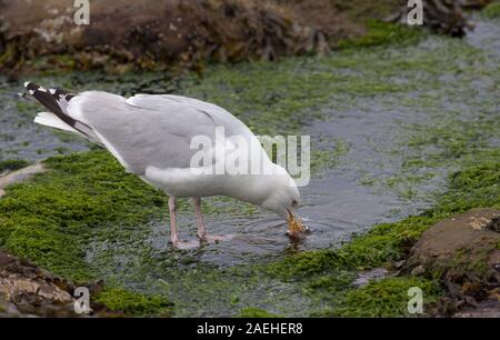 Silbermöwe, Larus argentatus, einzelne Erwachsene trinken von Rock Pool, Nevsehir, Northumberland, Großbritannien. Stockfoto