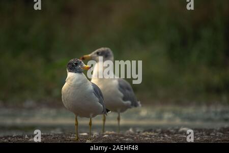 Ein paar der Pallas Möwe am Ufer des Bhigwan in Mahahrashtra. Indien Stockfoto