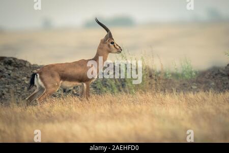 Isolierte schuss Chinkara oder indische Gazelle im Grasland der Inneren Maharashtra Stockfoto