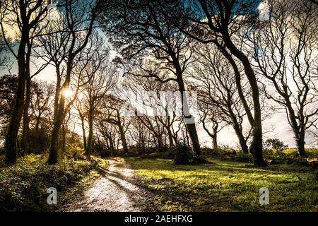 Am frühen Morgen Sonnenlicht silhouetting Bäume in Colan Woods, der überwucherte Gelände des historischen Tanne Hill Manor in Colan Pfarrei in Newquay in Cornwall. Stockfoto