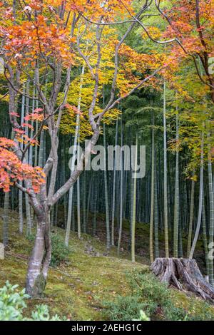 Garten mit Herbstfarben, ursprünglich erstellt von Musō Soseki, der Tenryū-ji Zen-buddhistischen Tempel, Kyoto, Japan Stockfoto